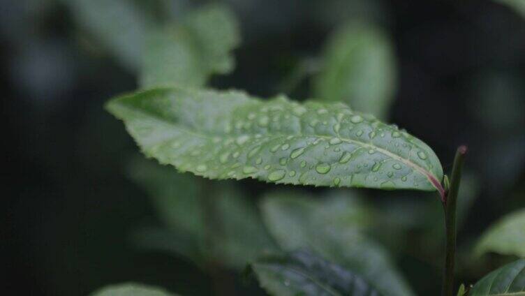 古茶树 茶山