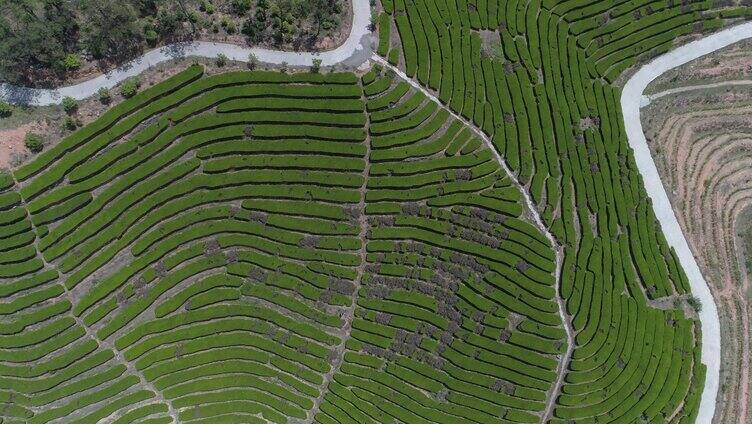 新农村茶园茶山