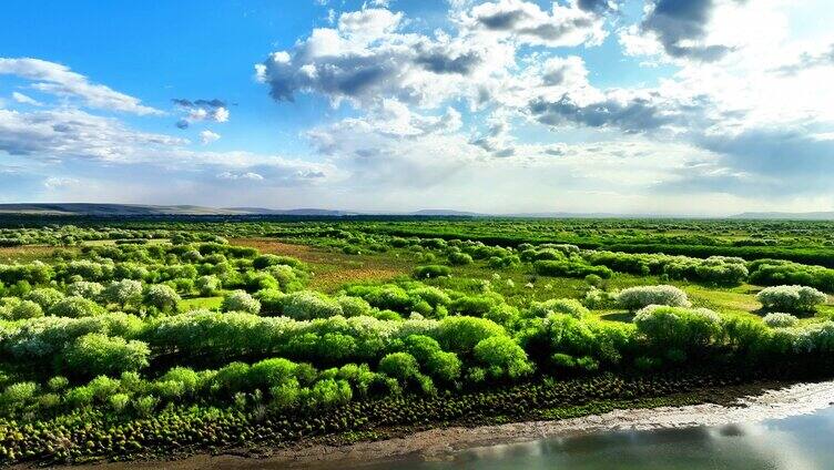 航拍春季湿地河岸山丁子花开