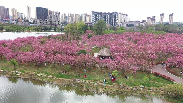 航拍贵州兴仁市城中湿地樱花风光