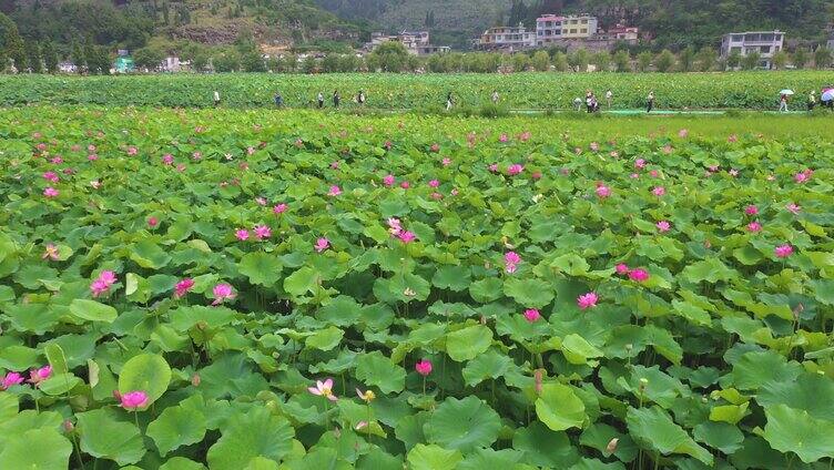 小暑 大暑  夏至  大面积荷花盛开航拍