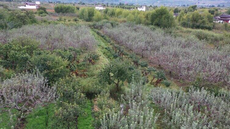 苹果种植基地