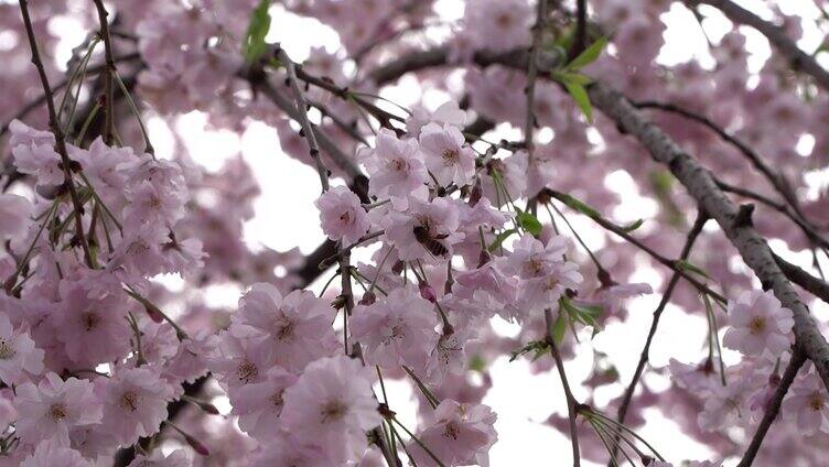 樱花蜜蜂采蜜