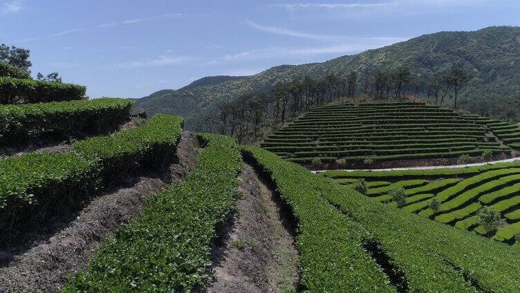 新农村茶园茶山景色