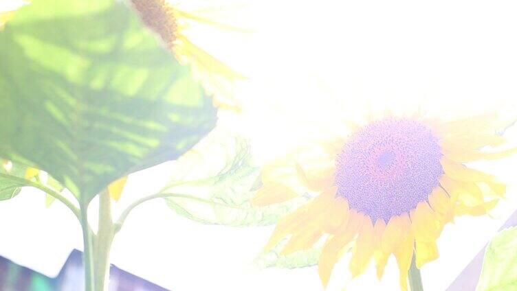 阳光下的向日葵