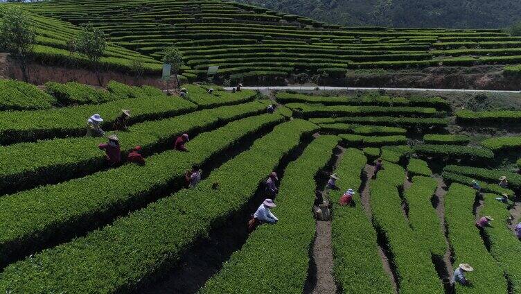 拍摄采茶女在茶园采茶