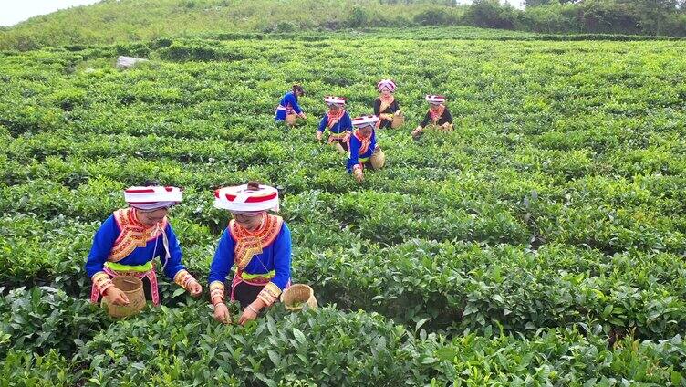 彝族姑娘茶山采茶茶园茶山乡村振兴航拍