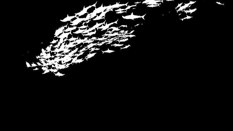 黑白鱼群动画鱼 