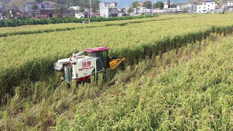 山区乡村农业水稻玉米高粱薏仁米机械化丰收