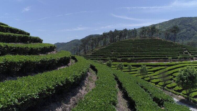 新农村茶山茶园嫩叶茶叶春茶新茶