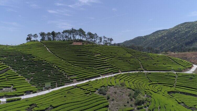 新农村茶山采茶生态茶园