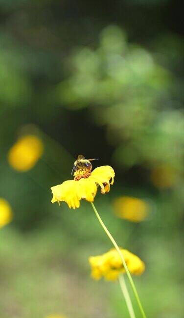 蜜蜂采蜜特写