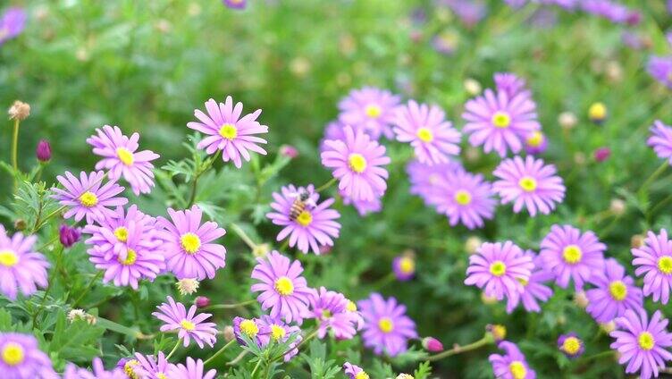 蜜蜂采蜜特写