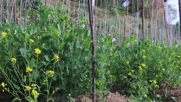 豌豆种植实拍