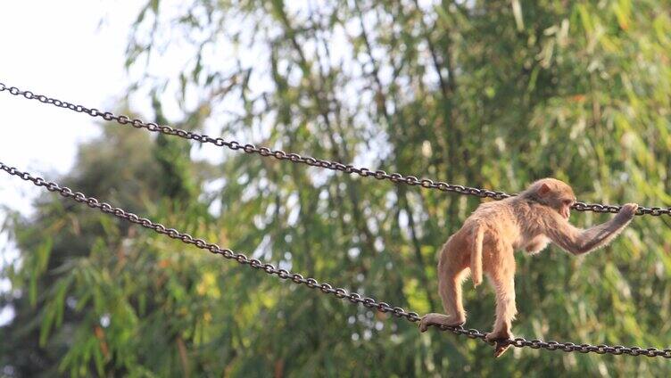 猴子动物实拍