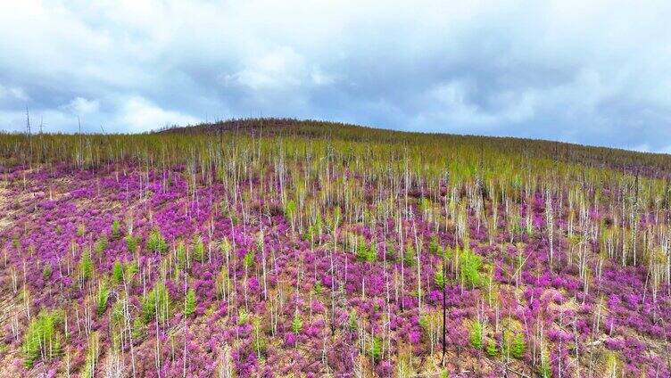 航拍大兴安岭春季山林杜鹃花海