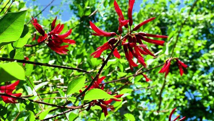 合集龙牙花牙花花朵花象牙红龙芽花