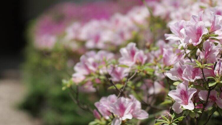 唯美杜鹃花实拍