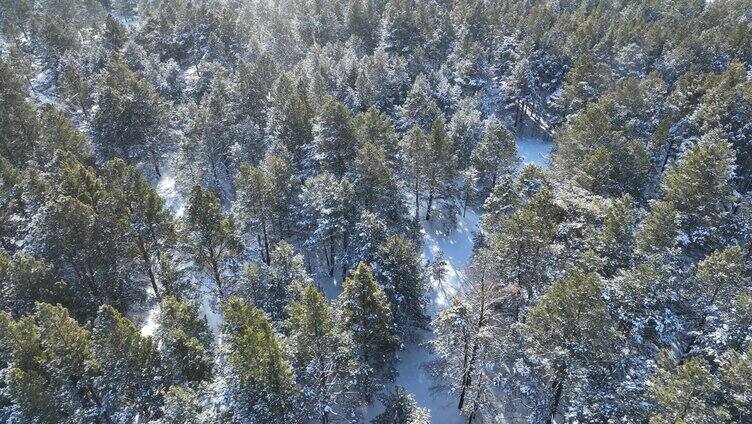 航拍下雪时的林海雪原绿色松林