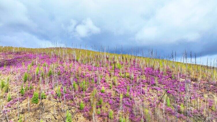 航拍大兴安岭春季山林杜鹃花海