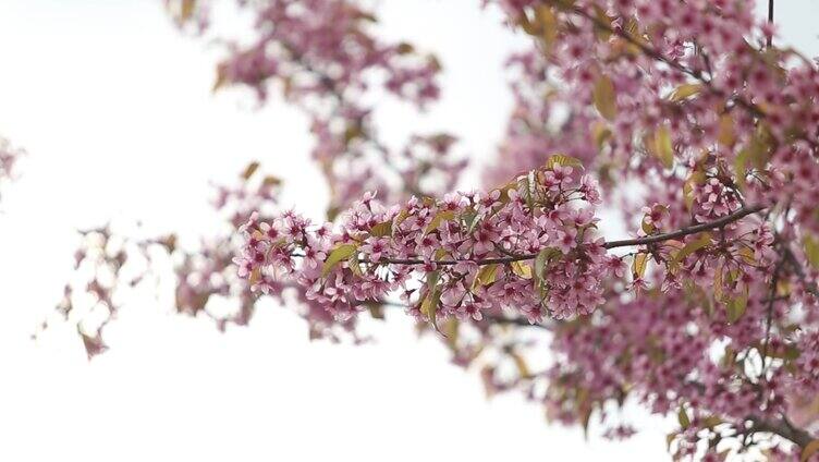 风吹樱花特写