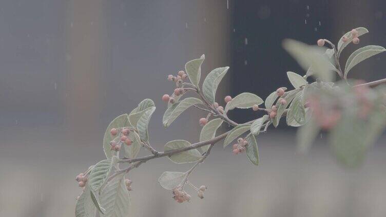 下雨的屋檐实拍