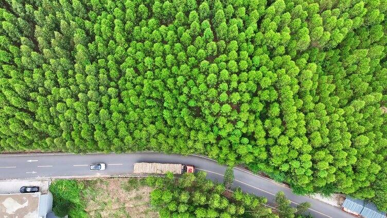 森林山路车流绿色出行开车山区林间路上行驶