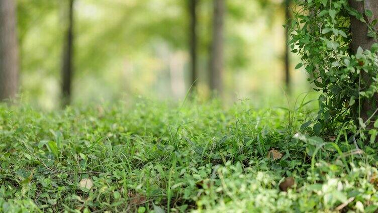 自然树林绿草远景横移