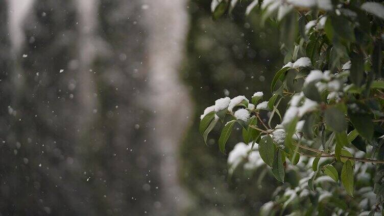 下雪天的树枝积雪