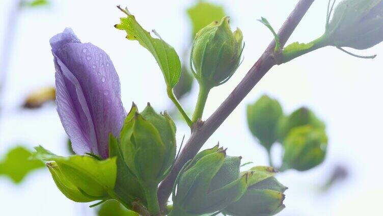 特写木槿花花骨朵小雨水珠自然横移