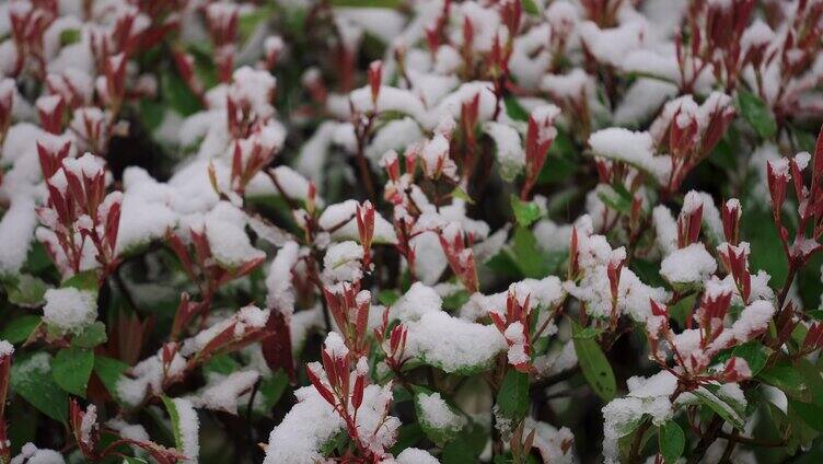 冬天下雪天气 灌木丛上的积雪