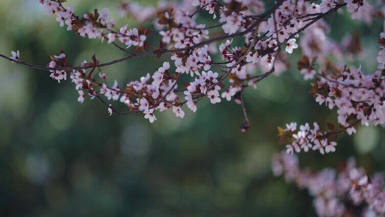 春天樱花开放