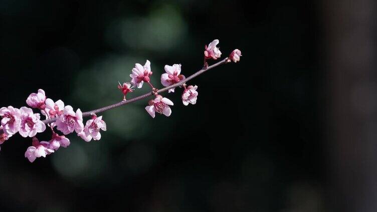 春天桃花开放