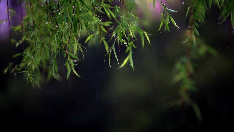 下雨天的柳树