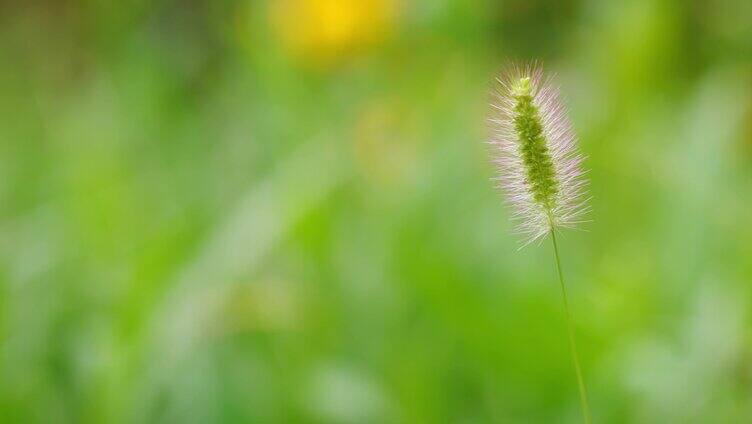 自然花草阳光微风特写狗尾巴草