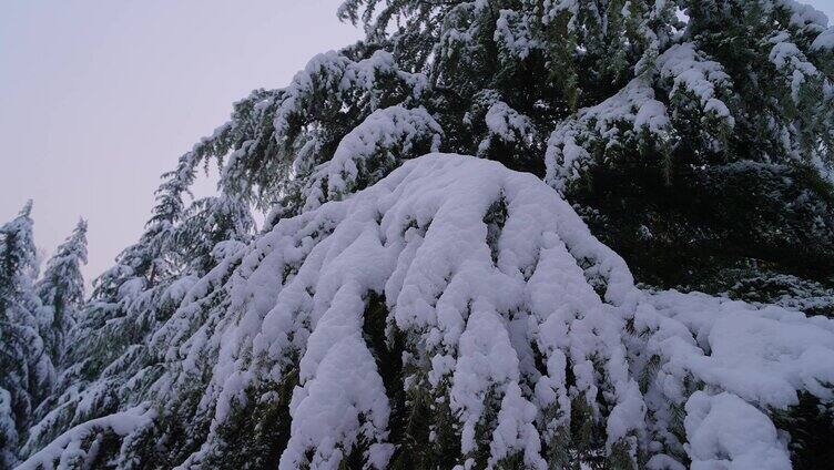 冬天雪天 松树树枝上的积雪