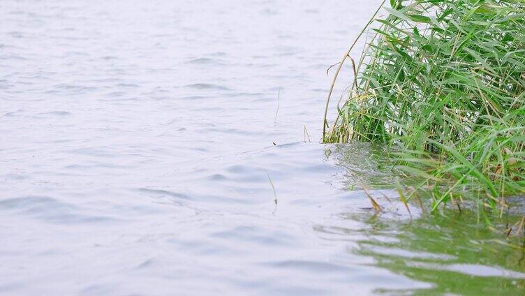 自然湖水绿草近景横移