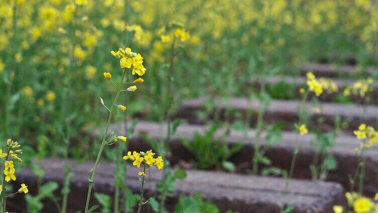 春天油菜花开