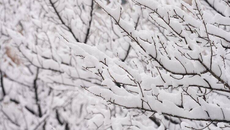 冬天下雪树枝