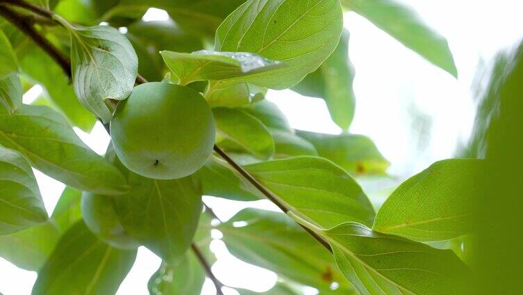 中景柿子绿叶果实自然小雨竖移