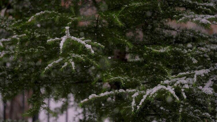 下雪的松树枝积雪