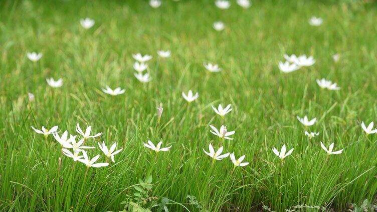 春天花开 城市路边野花