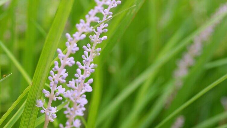 自然花草阳光微风特写山麦冬