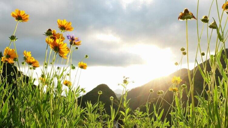 夕阳花朵唯美空镜