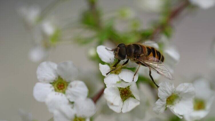 蜜蜂采蜜特写