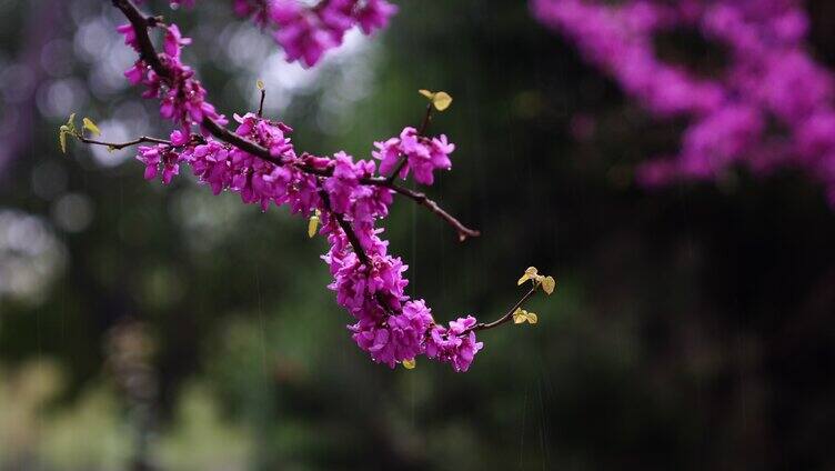 气候变化 下雨天