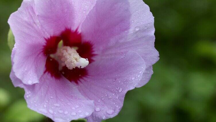 特写木槿花小雨水珠自然下移