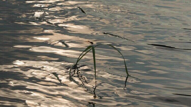 蜻蜓栖息在夕阳溪河水草上