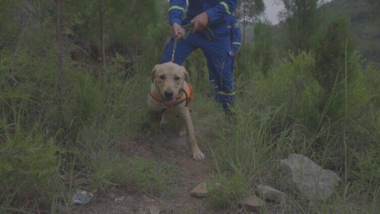 搜索队山林救援搜救犬