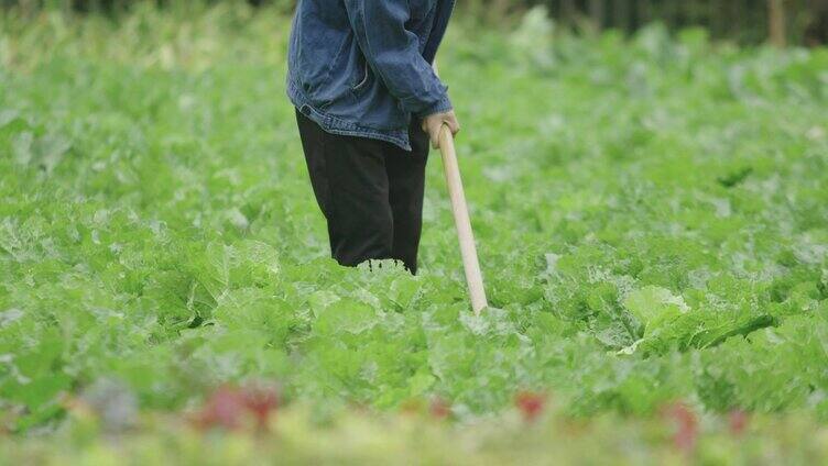 农民种地除草